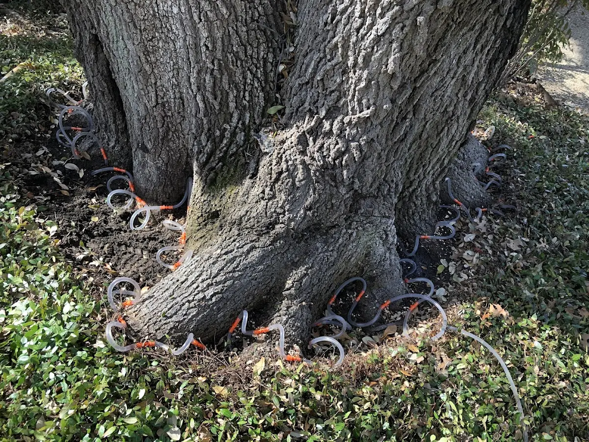 Detailed Tree Cabling and Bracing job site in Poca